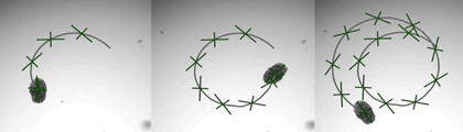 Découvrez AggreBots : de minuscules robots vivants, conçus à partir de cellules pulmonaires humaines